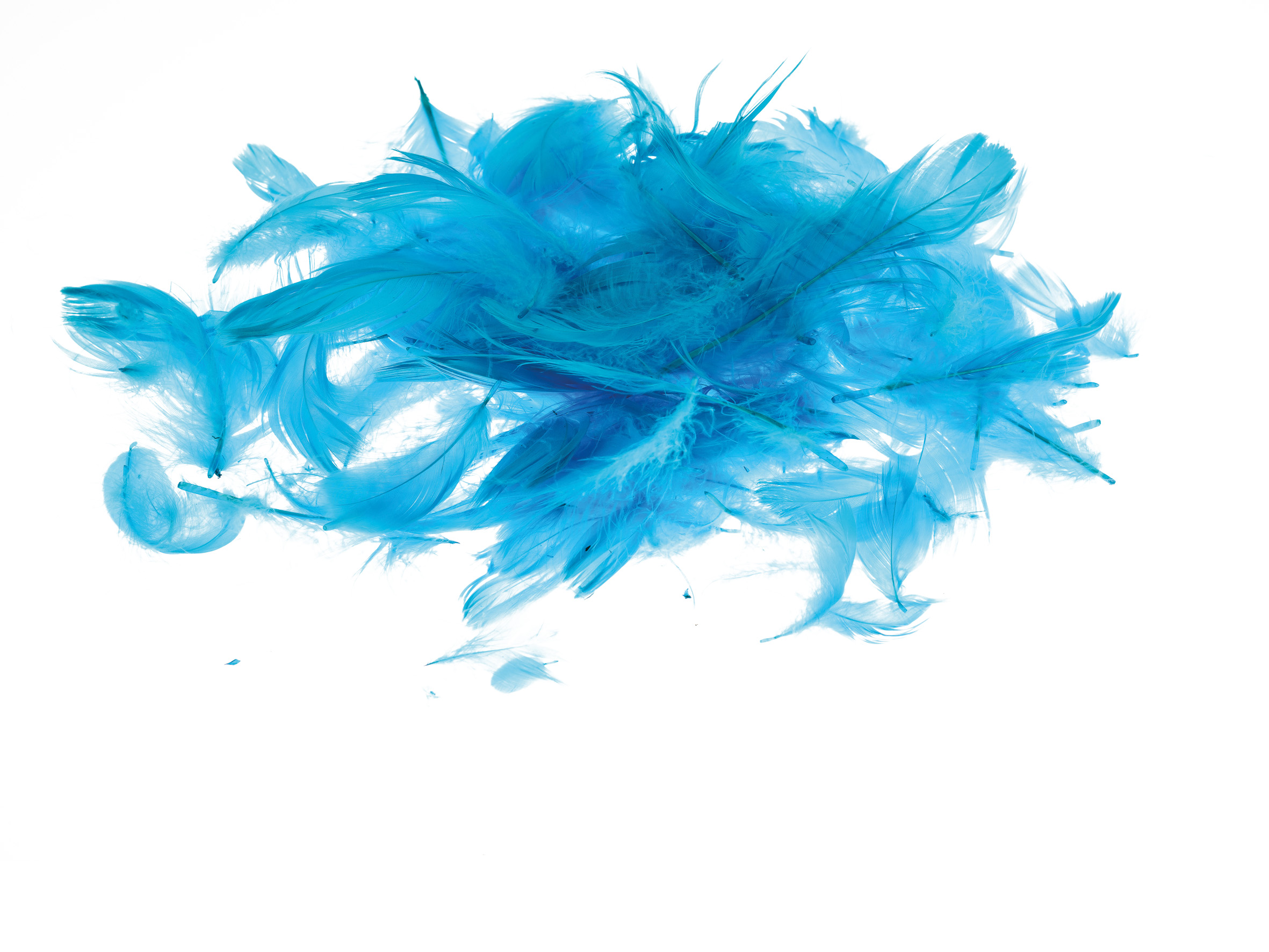 Piórka Brewis 7 g Morskie do biura | biuroweokazje.pl | Wybierz najlepsze!